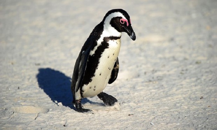 Stolen African penguin`s chicks die at South African marine park 